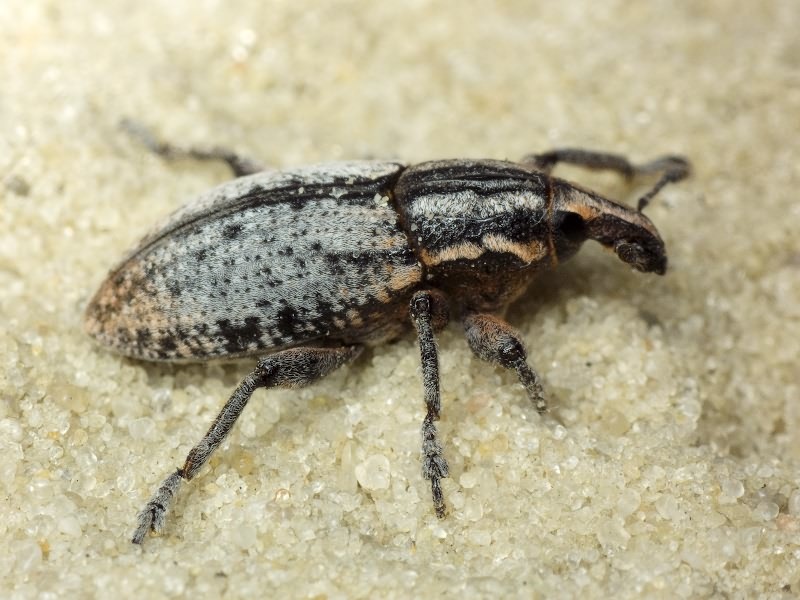 Pseudocleonus cinereus (Schrank, 1781)